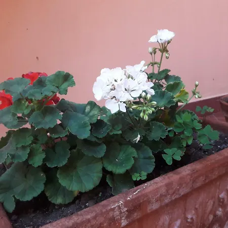 La Casa Dei Romeo Apartment *